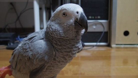ヨウム