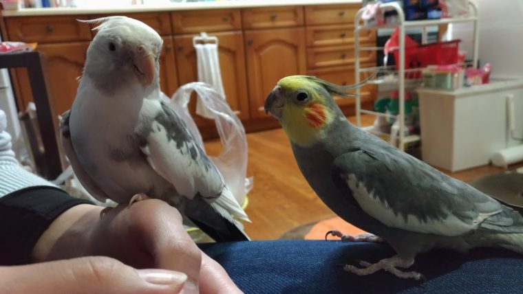オカメインコ