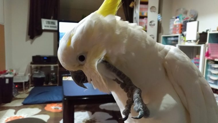 キバタン