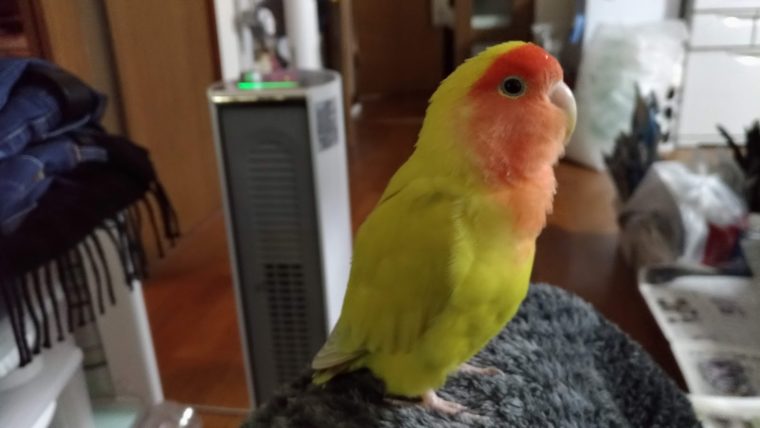 コザクラインコ