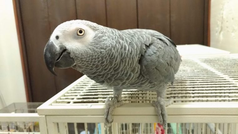ヨウム