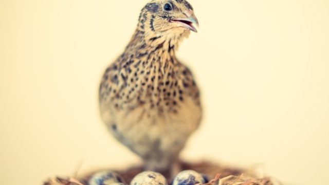 ウズラ 親鳥