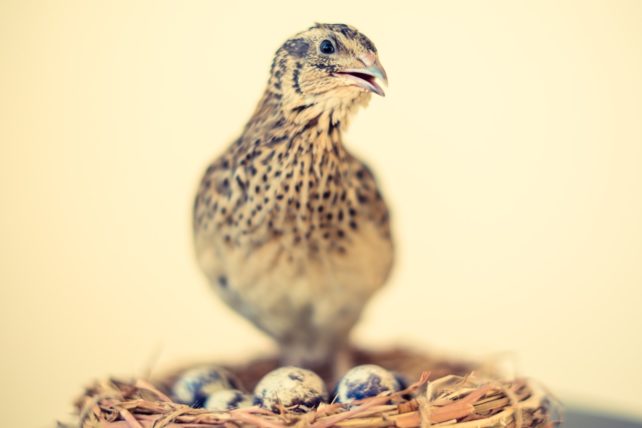 ウズラ 親鳥